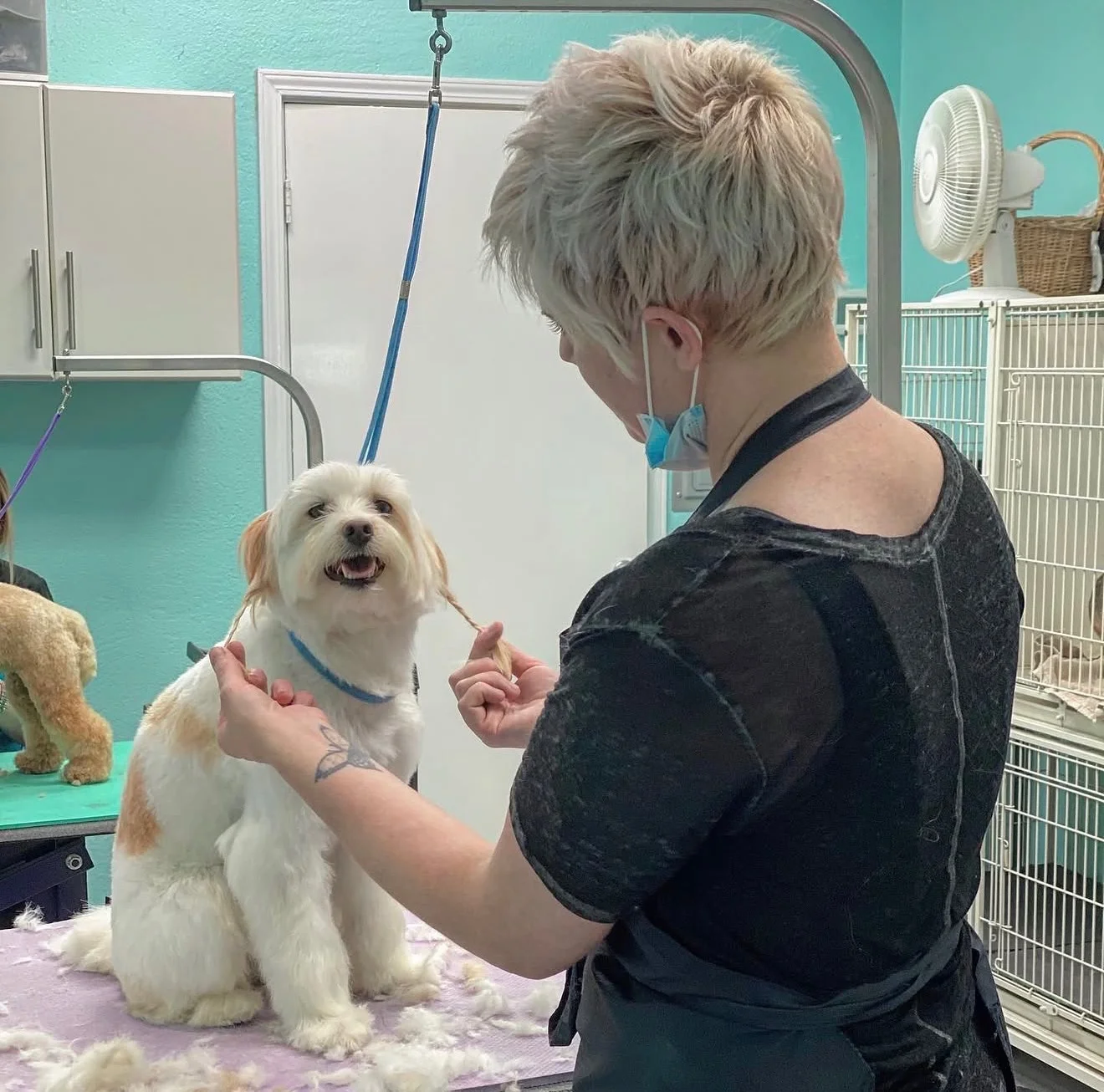 A small white dog receiving a face trim from a groomer