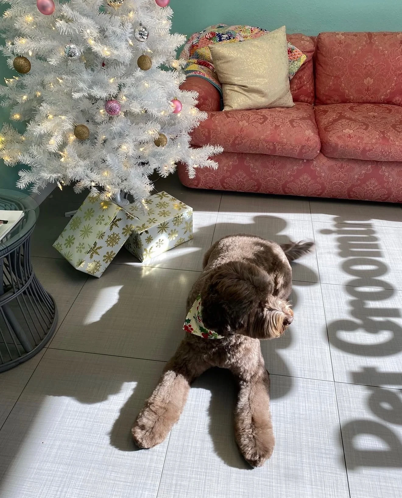 A brown dog relaxing beside a decorated tree and pink sofa inside the shop