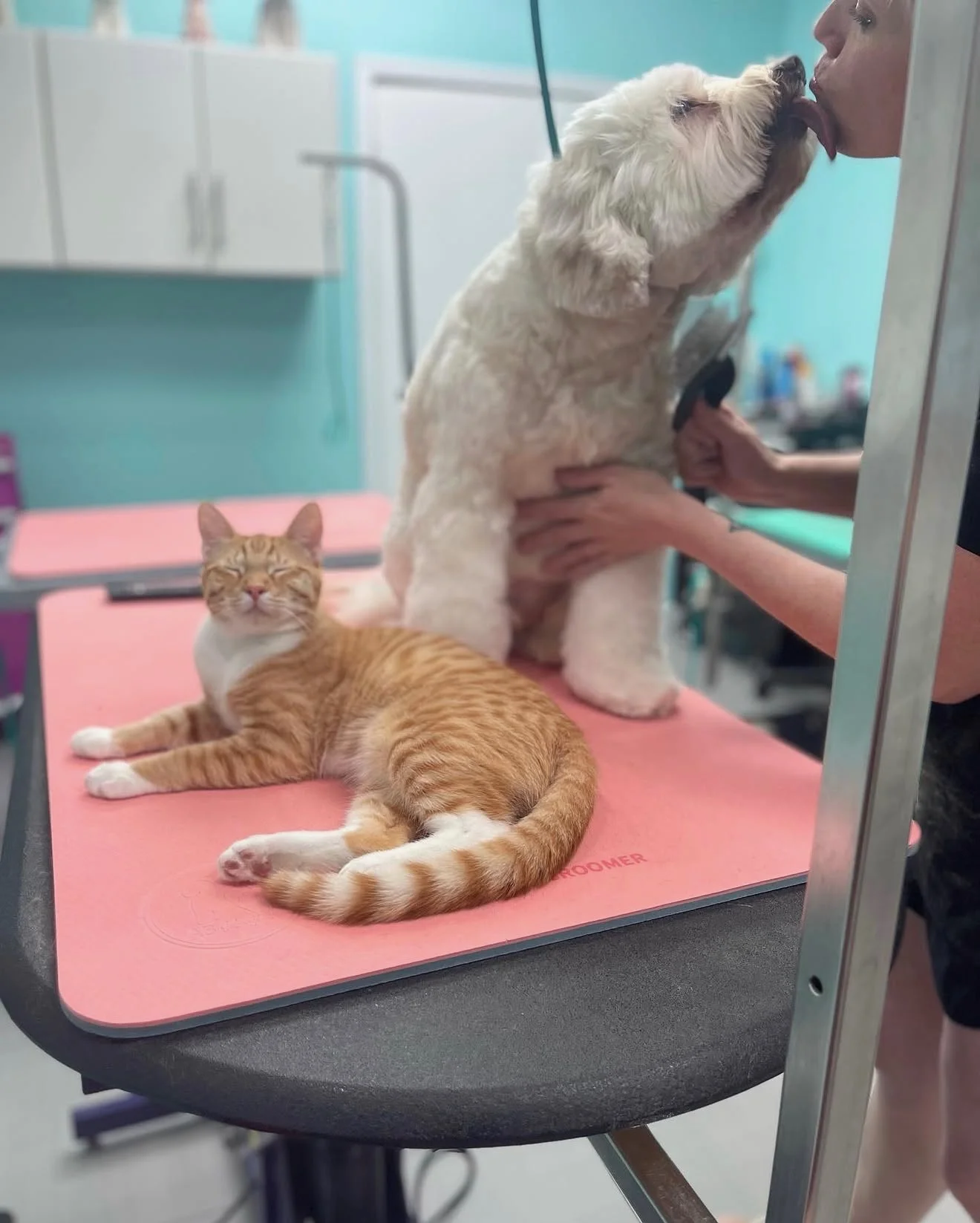 A white dog greeting a groomer with an orange cat resting nearby