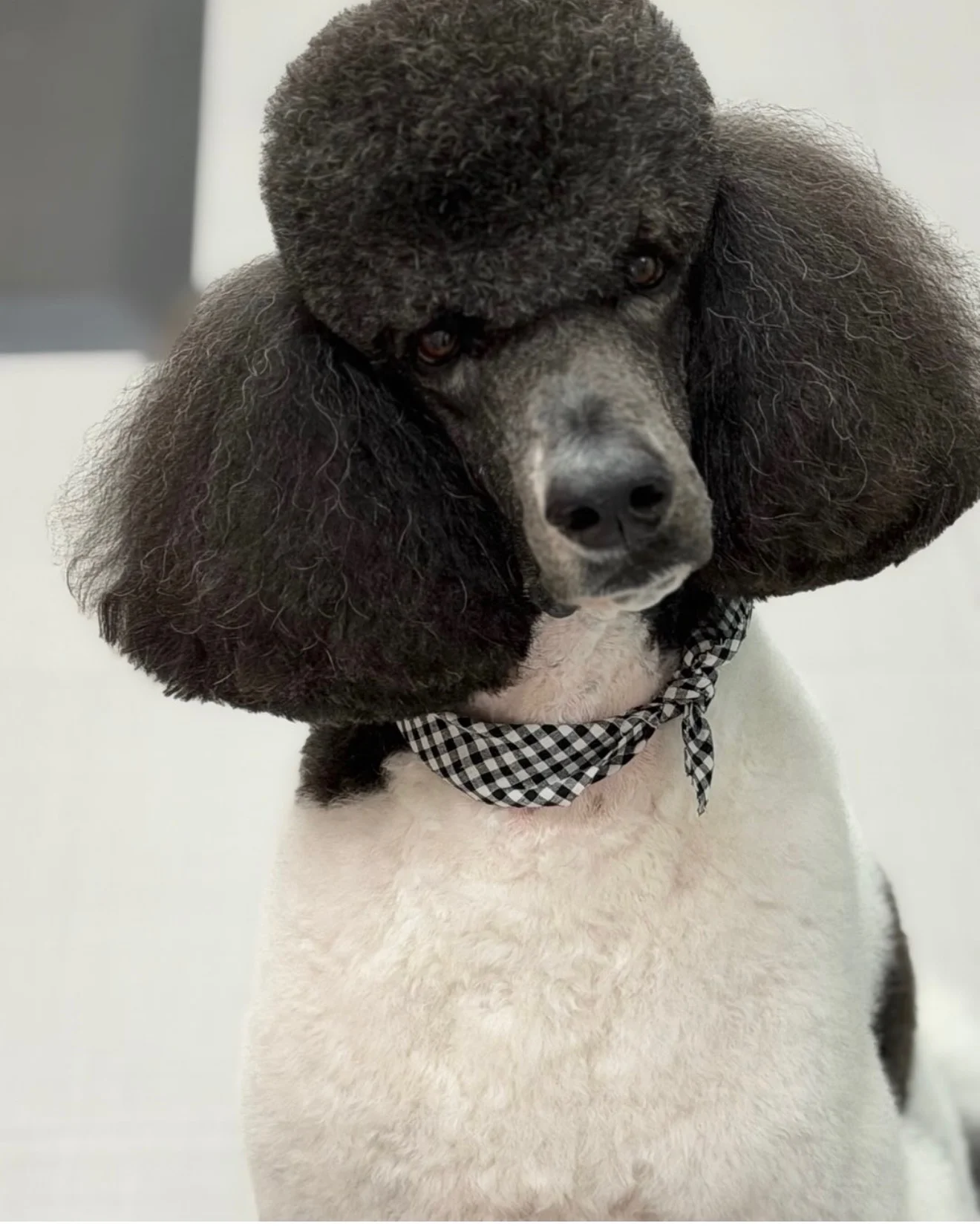 Freshly groomed black-and-white poodle wearing a checked bow tie